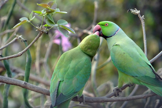 Calyptorhynchus lathami