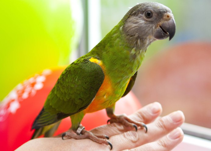 Сенегальский Амазон