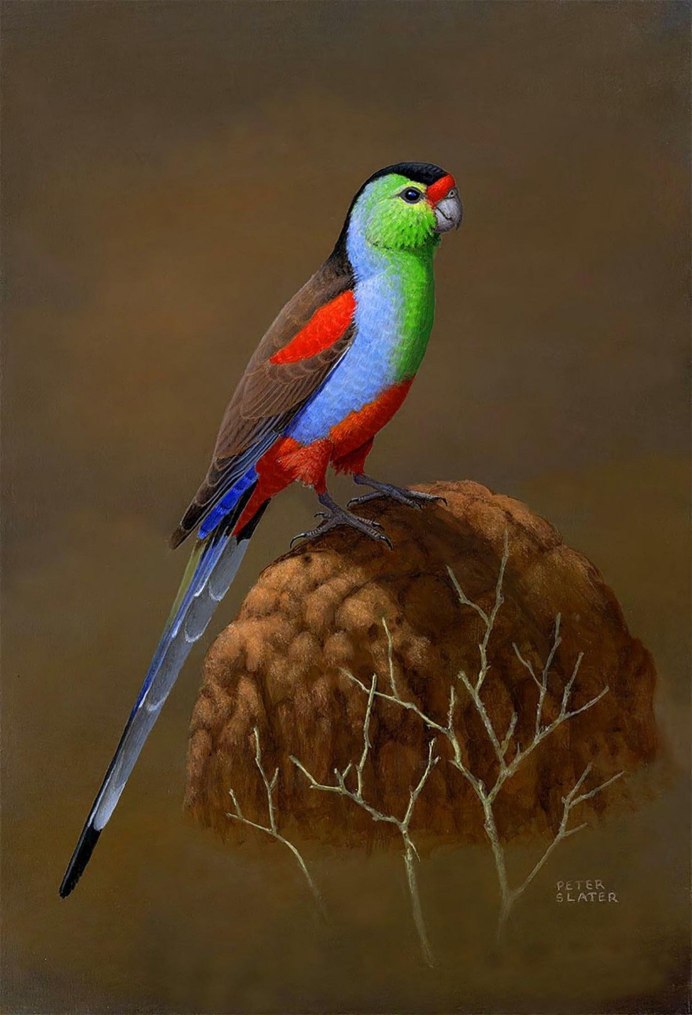 Лорикет попугай зеленый