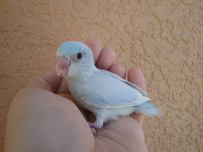 Желтокрылый попугай