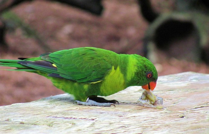 Тирика попугай