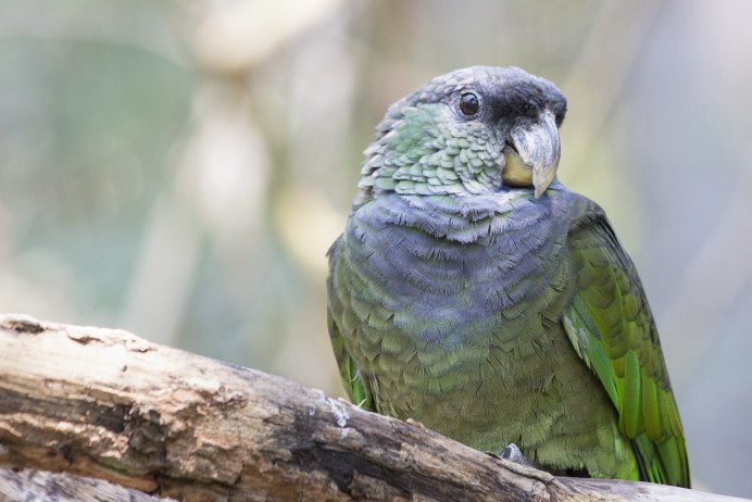 Андский высокогорный попугай