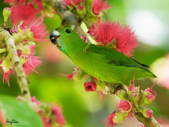 Красивые фото попугая толстоклювый Катерины