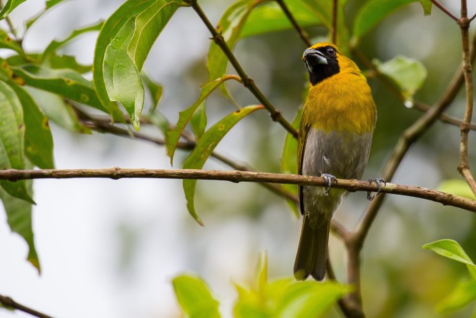 Попугай корелла Какаду