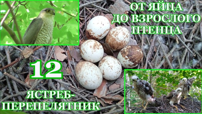 Сокол перепелятник птенец