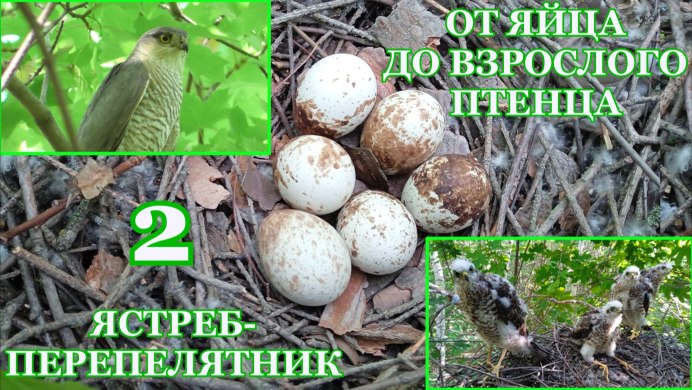 Дневные Хищные птицы Луни