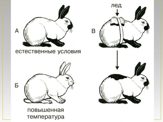 Кролик породы ангорский Лев
