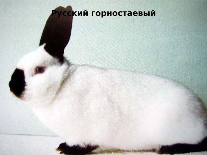 Карликовый Русак кролик