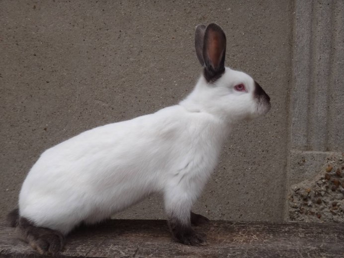 Lionhead Rabbit