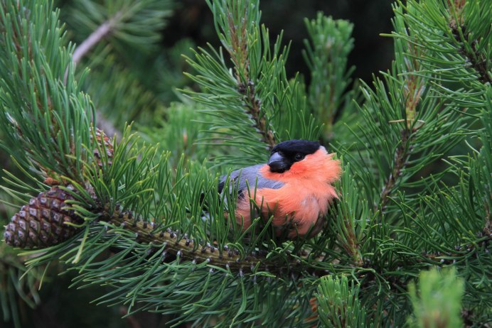 Pyrrhula coccinea
