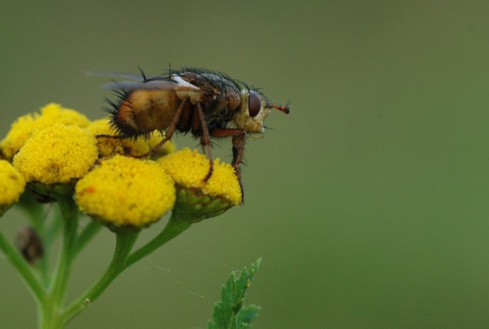 Вишневая Муха Rhagoletis Cerasi
