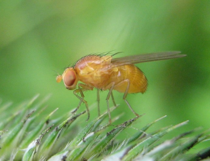 Scathophaga stercoraria