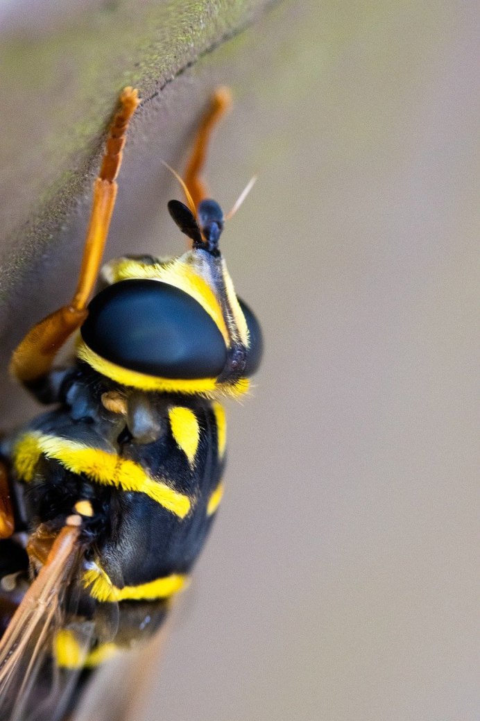 Scaptomyza unipunctatum