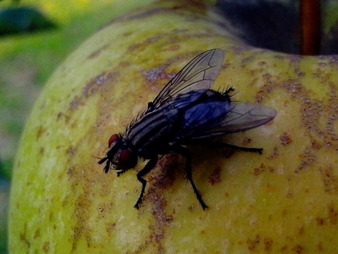 Вишневая Муха Rhagoletis Cerasi