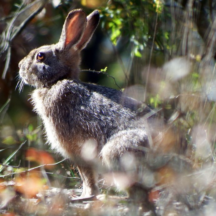 Корейский заяц стикер