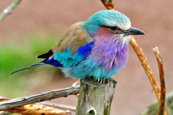 Lady Gouldian Finch