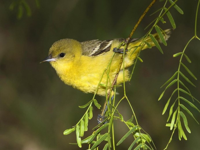 Зеленушка (Chloris Chloris)