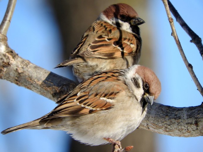 Птица Домовой Воробей