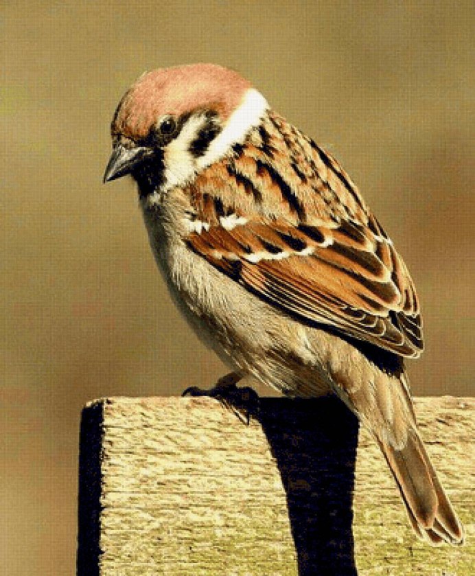 Воробей зимой