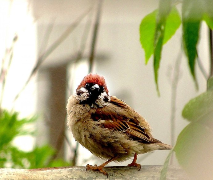 Окрас воробья