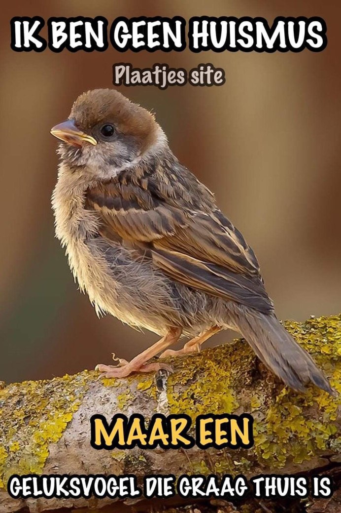 Красноголовый Воробей