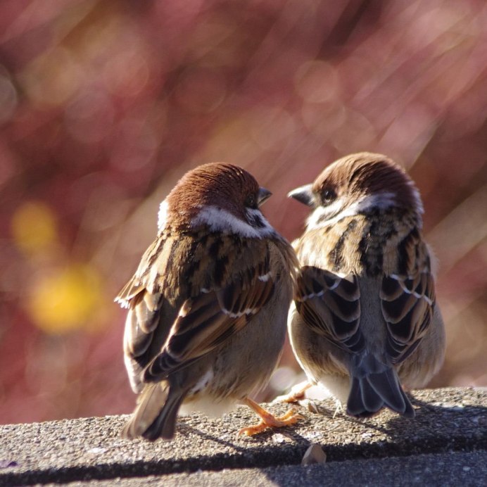 Красивые воробушки