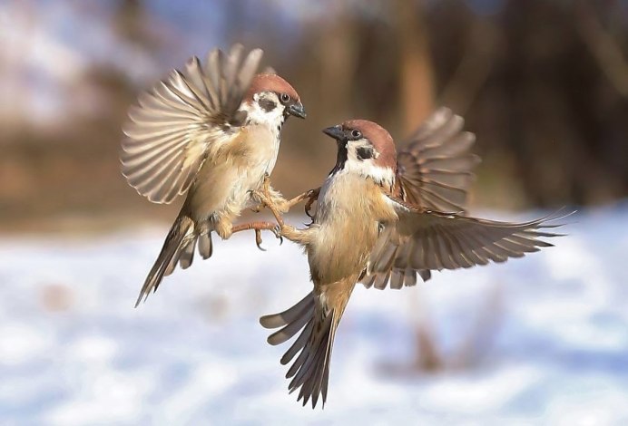 Домовые воробьи