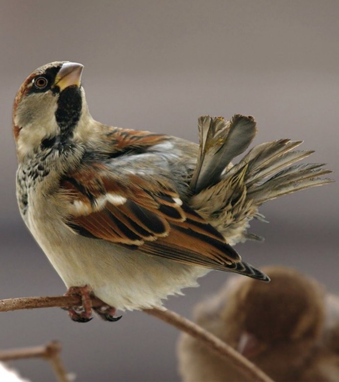Домашний Воробей