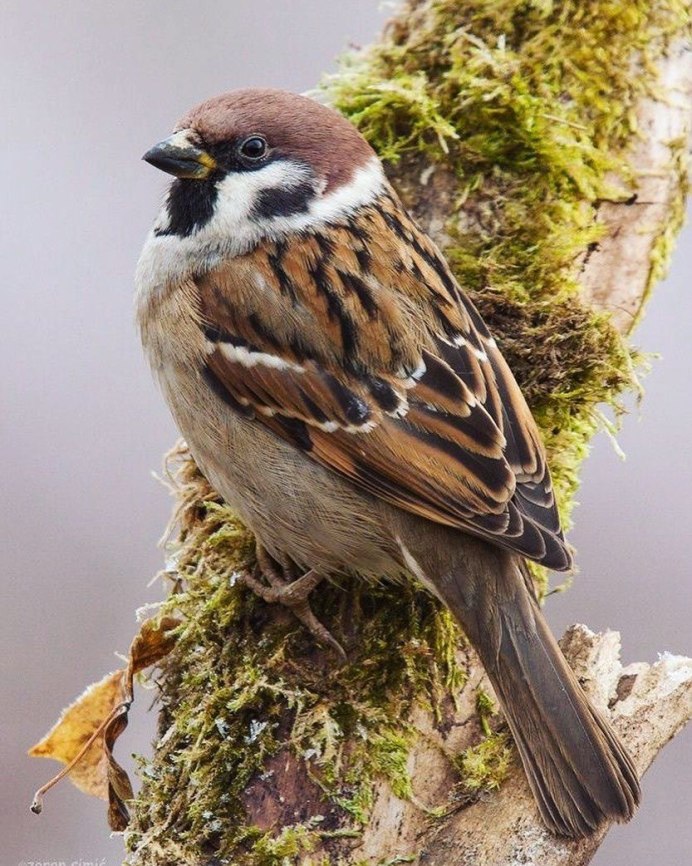 Милые воробьи