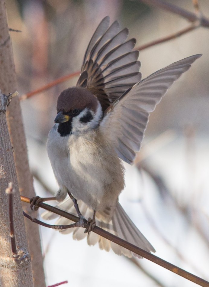 Воробей на рабочий стол