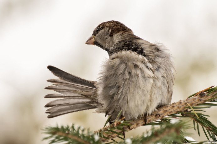 Жирный Воробей
