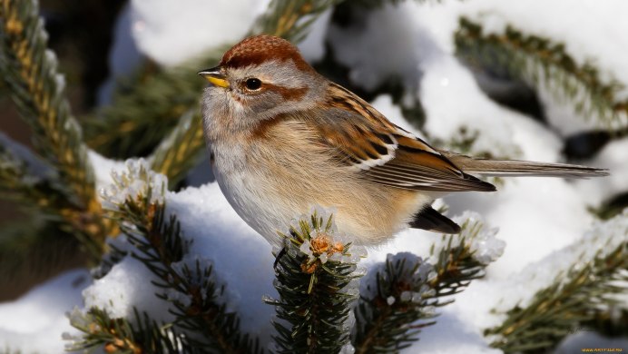 ЛОЖНОПЕВЧИЕ воробьиные