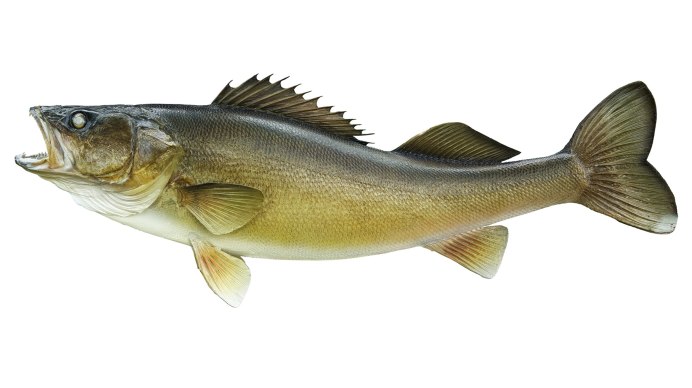 Японский сибас (Suzuki / Japanese Seabass)