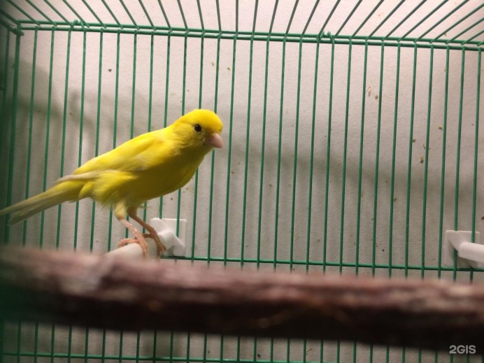 Канарейки Владикавказ