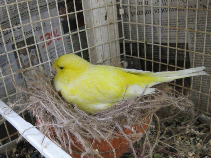 Коралловая канарейка