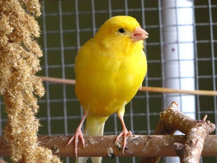 Розовый кенор