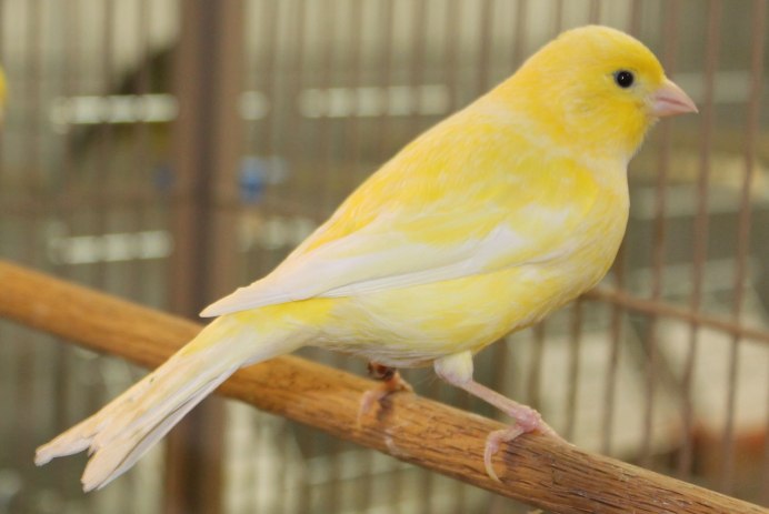 Курчавая канарейка Фиорино