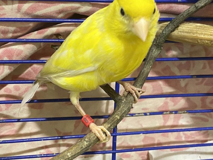 Канарейка поет или чирикает