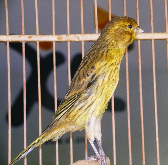 Кенар птица