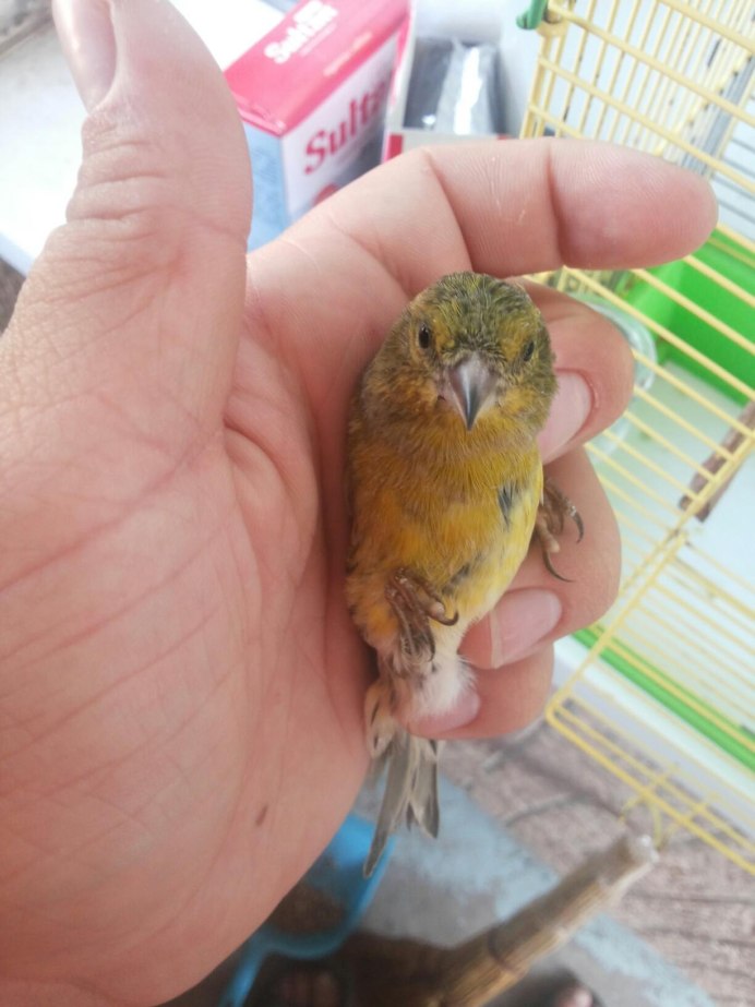 Канарейка полосатая