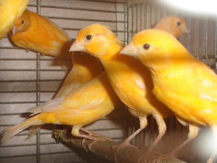 Канарейка Канарская