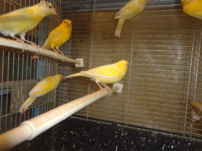 Кенар и канарейка