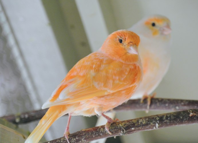 Краснофакторная канарейка