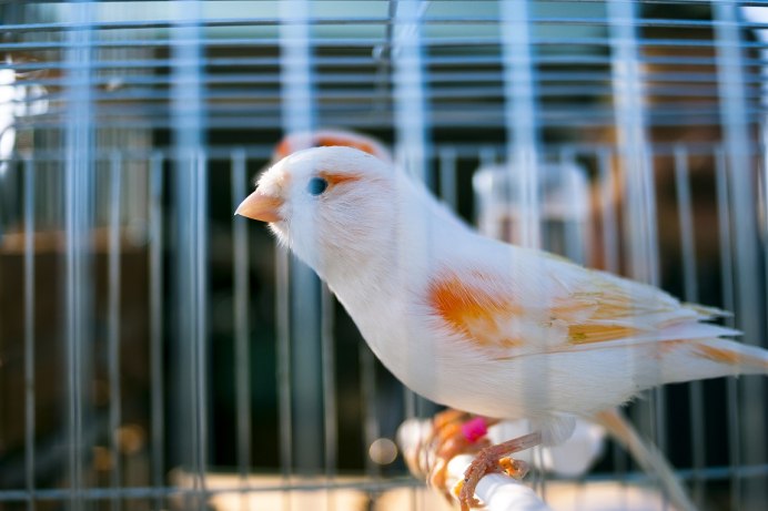 Гарцская канарейка