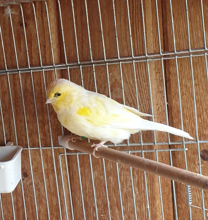 Чиж и канарейка