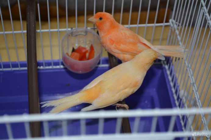 Гарцская канарейка