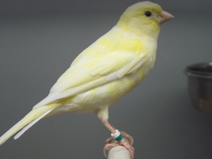 Канарейки Фундуклей