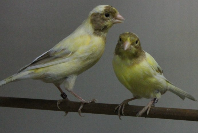 Окольцованная канарейка