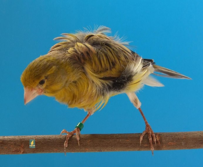 Ланкашир канарейка