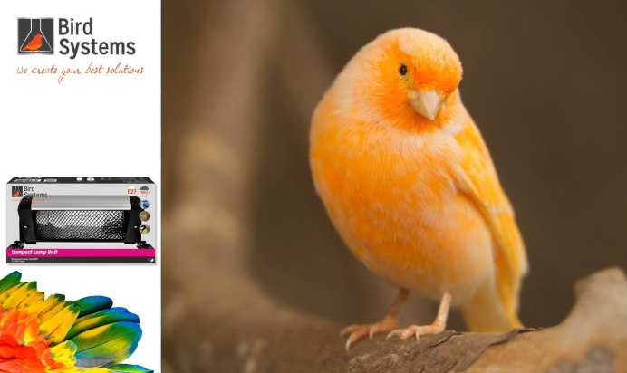 Басихес канарейка